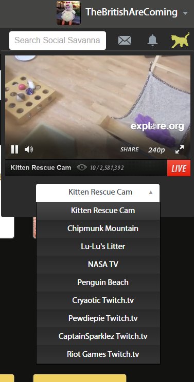 Kitty Cam
