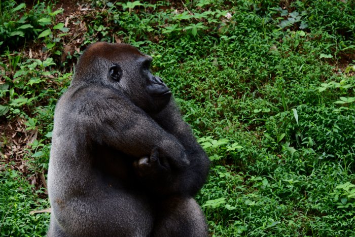 Pouting gorilla